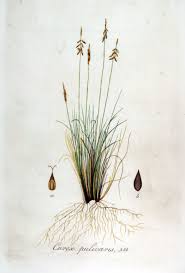 Attēlu rezultāti vaicājumam “Carex pulicaris”