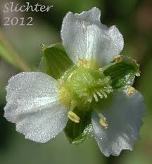 Attēlu rezultāti vaicājumam “Alisma plantago-aquatica flower”