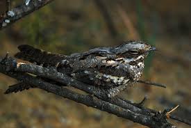 Attēlu rezultāti vaicājumam “Caprimulgus europaeus egg”