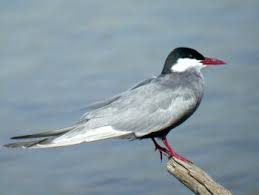 Attēlu rezultāti vaicājumam “Chlidonias hybrida adult”