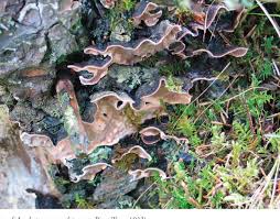 Attēlu rezultāti vaicājumam “Asterodon ferruginosus”