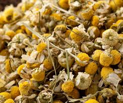 Image result for Matricaria recutita (chamomilla)