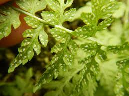 Attēlu rezultāti vaicājumam “Cystopteris fragilis”