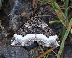 Attēlu rezultāti vaicājumam “Euphyia unangulata”