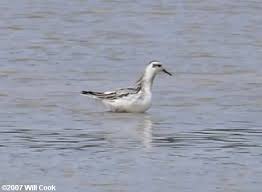 Attēlu rezultāti vaicājumam “Phalaropus fulicarius”