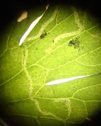 Attēlu rezultāti vaicājumam “Phytomyza ranunculi”