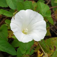 Attēlu rezultāti vaicājumam “Calystegia sepium fruit”