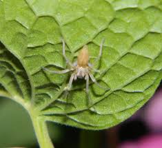 Attēlu rezultāti vaicājumam “Cheiracanthium sp.”