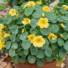 Image result for Tropaeolum minus
