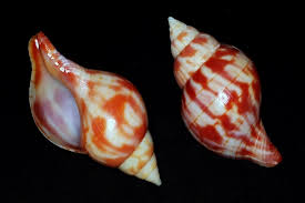 Image result for Cinctura hunteria