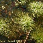 Attēlu rezultāti vaicājumam “Hottonia palustris fruit”