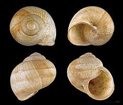 Attēlu rezultāti vaicājumam “Helix pomatia”