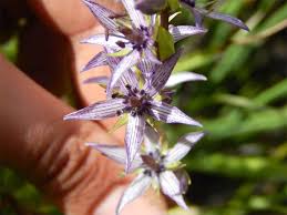 Attēlu rezultāti vaicājumam “Swertia perennis flower”