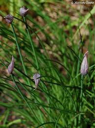 Attēlu rezultāti vaicājumam “Allium schoenoprasum bud”