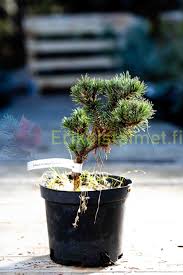 Attēlu rezultāti vaicājumam “Pinus pumila”