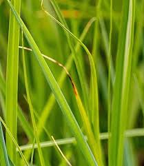 Attēlu rezultāti vaicājumam “Carex disticha”