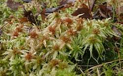 Attēlu rezultāti vaicājumam “Sphagnum palustre sporophyte”
