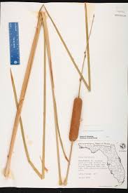 Attēlu rezultāti vaicājumam “Typha angustifolia  fruit”