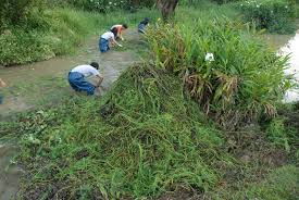 「粉綠狐尾藻」的圖片搜尋結果