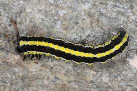 Attēlu rezultāti vaicājumam “Cucullia lucifuga”