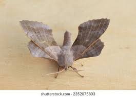 Attēlu rezultāti vaicājumam “Laothoe populi imago”