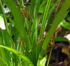 Attēlu rezultāti vaicājumam “Carex digitata”