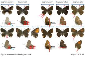Attēlu rezultāti vaicājumam “Satyrium pruni”