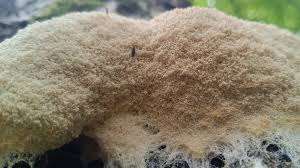 Attēlu rezultāti vaicājumam “Fuligo candida f. persicum spores”