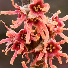 Attēlu rezultāti vaicājumam “Hamamelis vernalis flower”