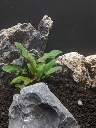 Attēlu rezultāti vaicājumam “Cryptocala chardinyi”