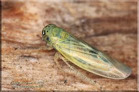 Attēlu rezultāti vaicājumam “Macrosteles sp. imago”