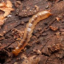 Attēlu rezultāti vaicājumam “Pyrochroidae larva”