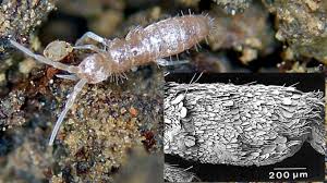 Attēlu rezultāti vaicājumam “Heteromurus nitidus”