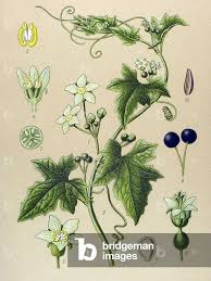 Attēlu rezultāti vaicājumam “Bryonia alba”