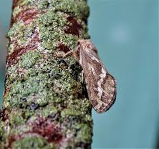 Attēlu rezultāti vaicājumam “Hepialus lupulinus”