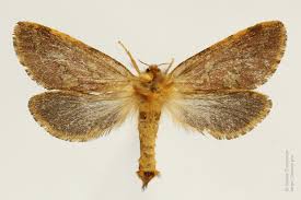 Attēlu rezultāti vaicājumam “Phymatopus hecta”