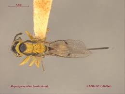Attēlu rezultāti vaicājumam “Torymidae”
