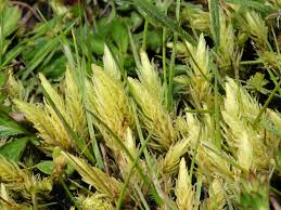 Attēlu rezultāti vaicājumam “Aulacomnium”