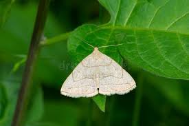 Attēlu rezultāti vaicājumam “Zanclognatha tarsipennalis”