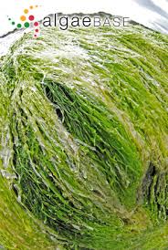 Attēlu rezultāti vaicājumam “Enteromorpha sp.”