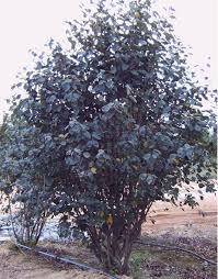 Attēlu rezultāti vaicājumam “Amelanchier canadensis”