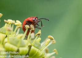 Attēlu rezultāti vaicājumam “Endomychus coccineus”