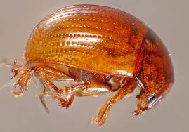 Attēlu rezultāti vaicājumam “Leiodidae”