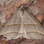 Attēlu rezultāti vaicājumam “Colobochyla salicalis”