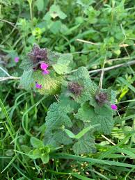 Attēlu rezultāti vaicājumam “Lamium purpureum”