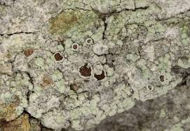 Attēlu rezultāti vaicājumam “Lecanora allophana”
