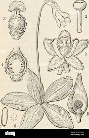 Attēlu rezultāti vaicājumam “Pinguicula vulgaris fruit”