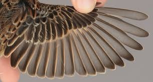 Attēlu rezultāti vaicājumam “Saxicola rubetra adult”