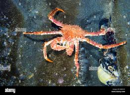 Image result for Lithodes maja