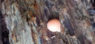 Attēlu rezultāti vaicājumam “Lignydium muscorum”